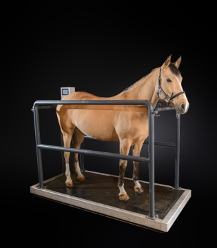 VIBRO 2300 – Vibration Therapy Plate for Equine Rehabilitation and Fitness Improvement