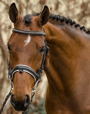 Custom Horse Search - Sport Warmbloods For Sale